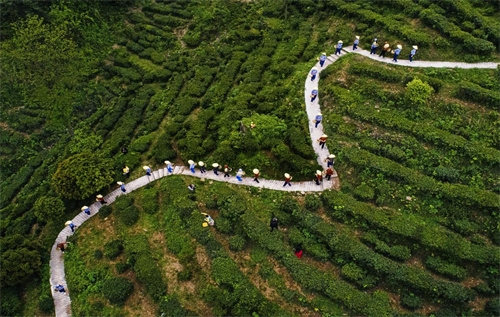 来临湘白石茶园体验“龙脊梯田”