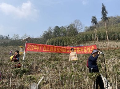 <strong>春风拂面，茶香四溢，凌云县迎来2</strong>