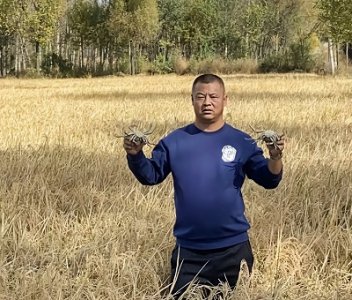 <b>山西灵丘县武灵镇有机稻蟹基地“稻蟹共舞”绘就生态富民新画卷</b>